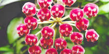 HOYA ROSITA