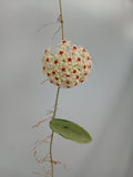 HOYA SILVER MOON