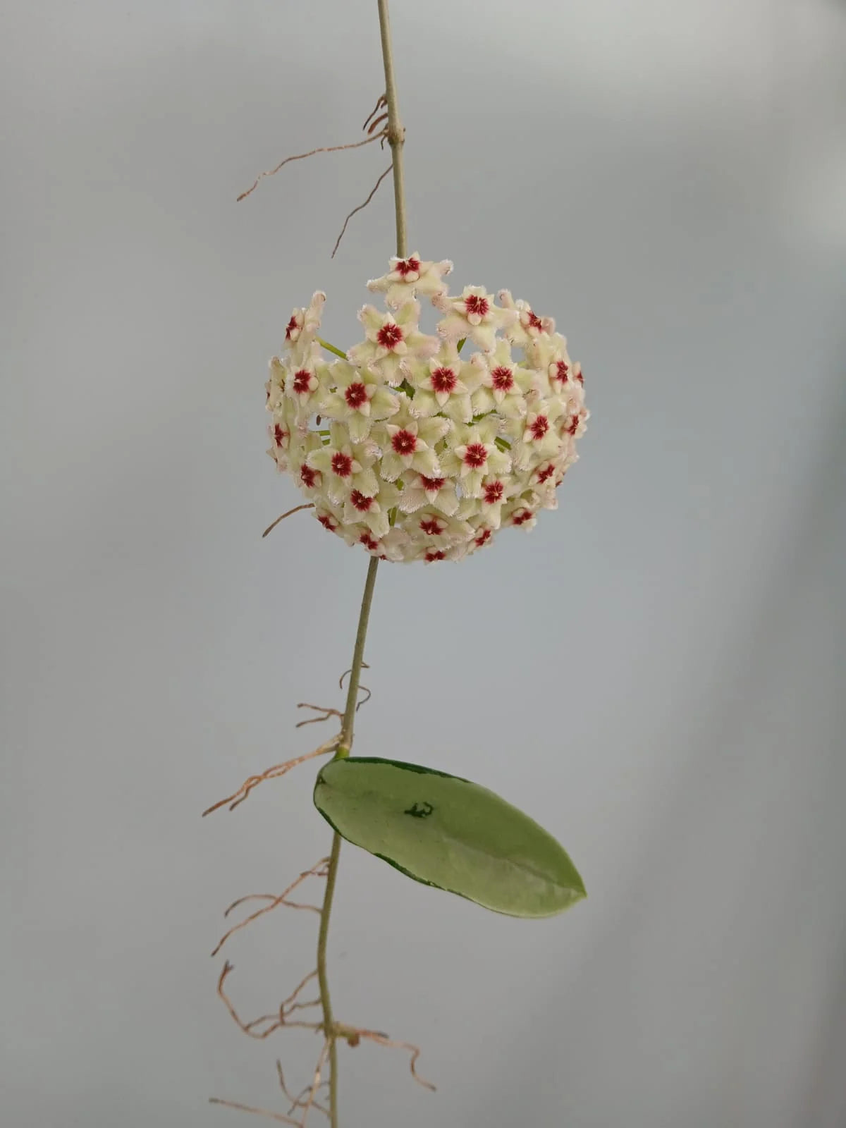 HOYA SILVER MOON