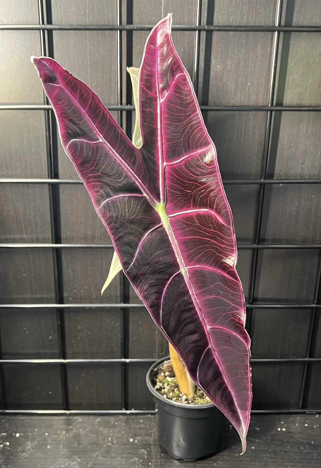 ALOCASIA LONGILOBA PURPLE