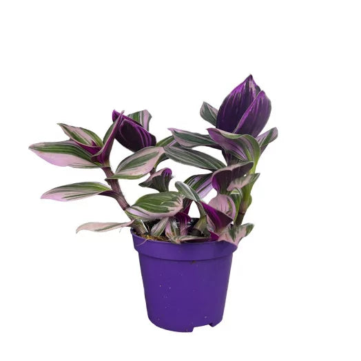 Tradescantia Nanouk