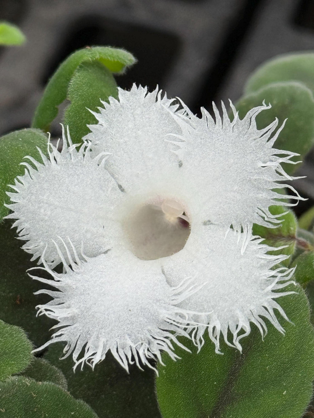 Episcia dianthiflora