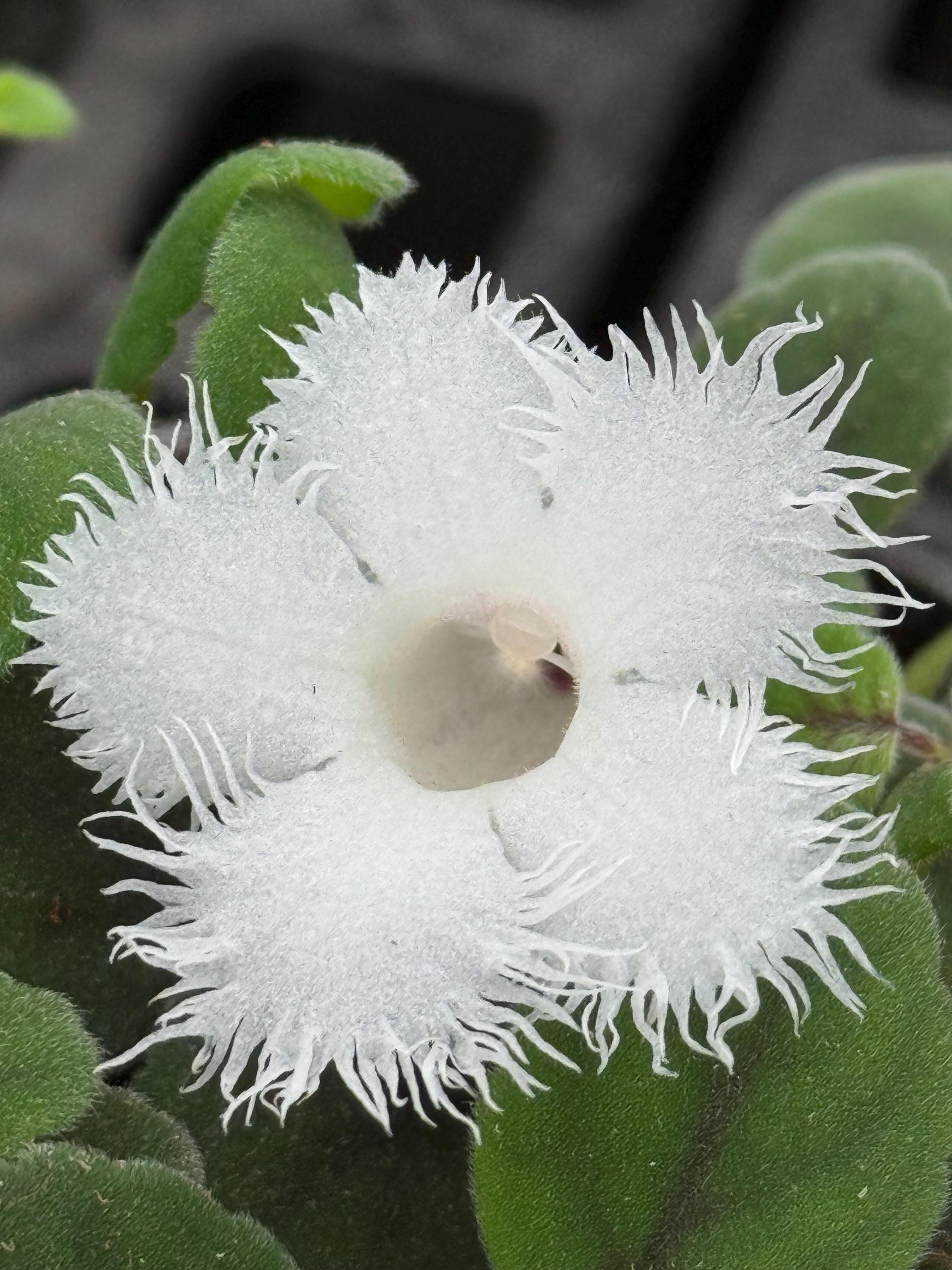Episcia dianthiflora