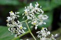 BEGONIA CONVOLVULACEA
